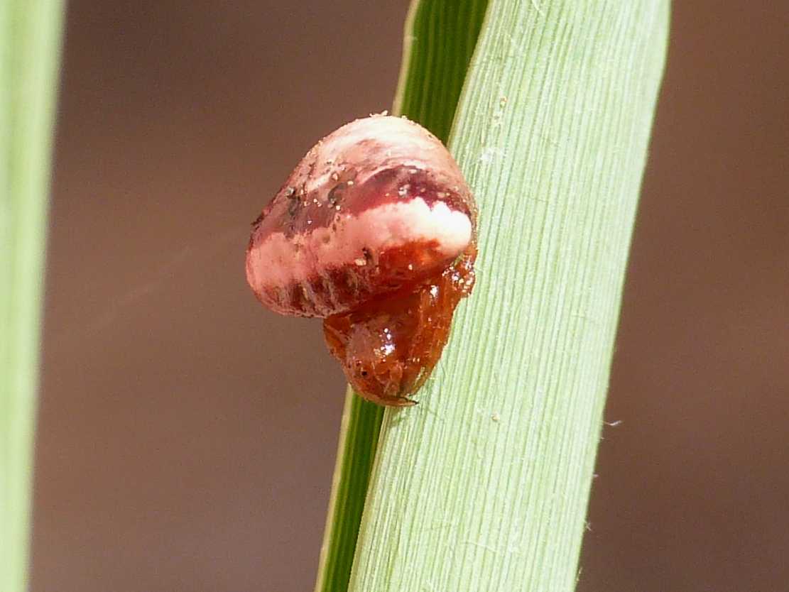 Cyrtarachne ixoides - Santa Teresa Gallura (OT)